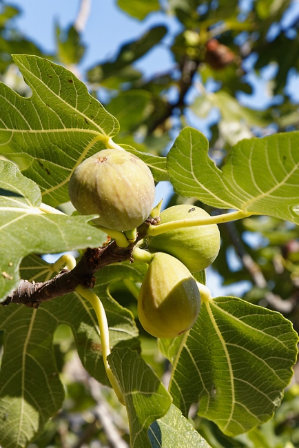 Balade avec Monique (Médoc et Blaye)-057